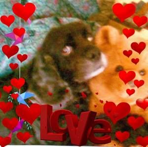 Meet your Posher, Alice